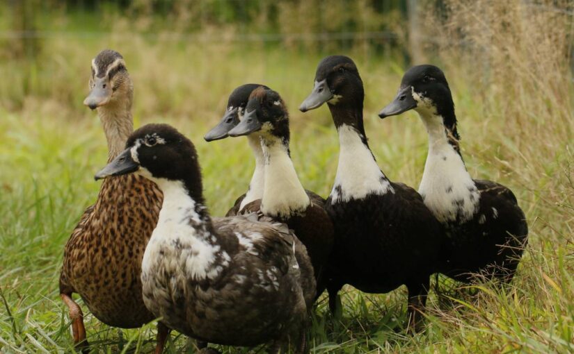 bantam-Silkie-Ducks